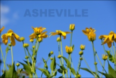 35 asheville